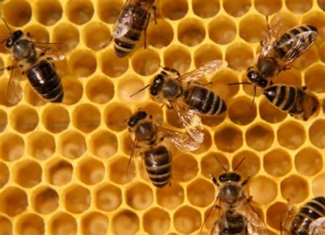 resident seeks   bee hives  ra land reston