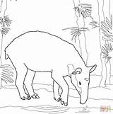 Tapir Centroamericano sketch template