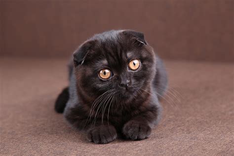 list  black cat breeds  pictures