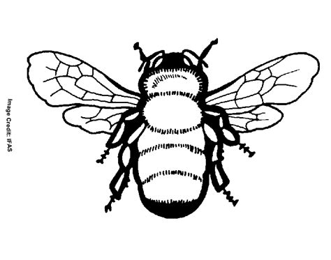 bee coloring pages  kids coloring home
