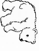 Coloring Bear Pages Polar Animals Clipart Bears Cute Animal Cub Outlines Clip Outline Baby Cliparts Cartoon Book Drawing Teddy Ours sketch template