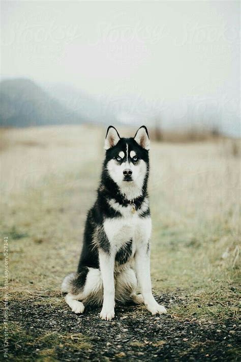 siberian huskies ideas  pinterest beautiful dogs siberian husky dog  husky