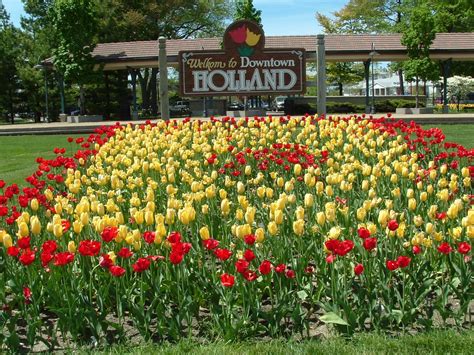 fileholland mi tulips jpg wikimedia commons