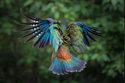 birds animals colorful  zealand parrot kea feathers wallpapers
