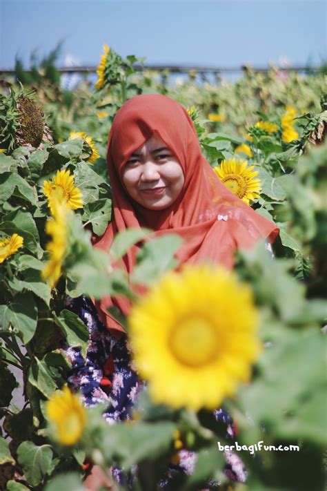 Kebun Bunga Matahari Hits Di Pantai Glagah ~ Jalan Jalan Makan Makan
