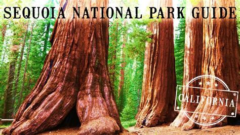 sequoia national park guide