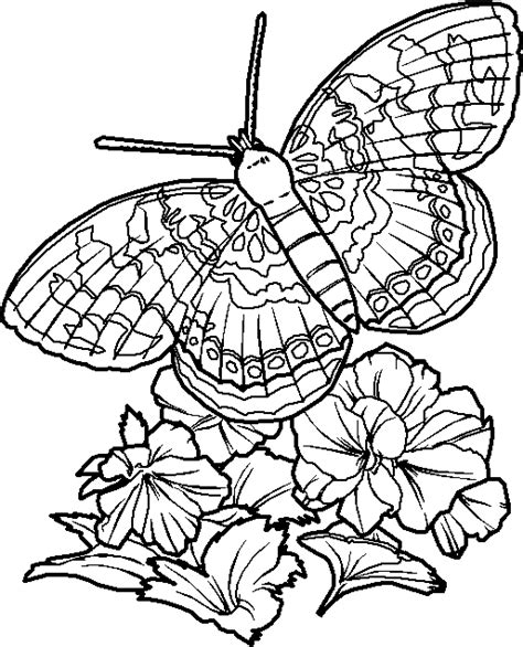 hard butterflies coloring pages  adults  print butterfly