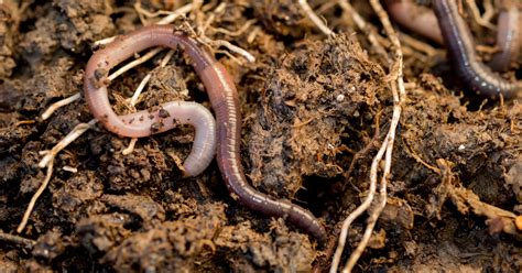 worms  pesticides daily news blog