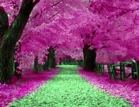 Arboles Beautiful Blossoms Camino Colors Image 452897 On