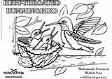 Kolibri Colibri Ausmalbilder Kolibrie Malvorlage Ausdrucken Große Abbildung Herunterladen Kleurplaten sketch template