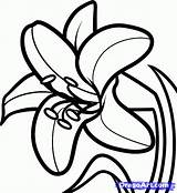 Lily Easter Draw Drawing Lilies Outline Flower Coloring Clipart Flowers Drawings Pages Lilly Step Dragoart Clip Daylily Tattoo Color Az sketch template