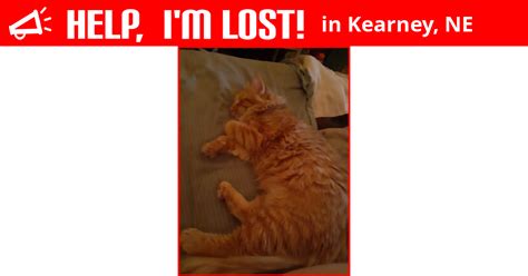 lost cat kearney nebraska izzy