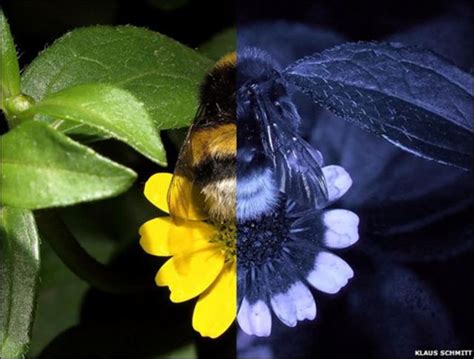 las flores como las ven las abejas bbc news mundo