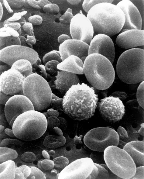 filesem blood cellsjpg wikimedia commons