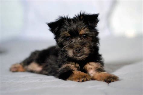 fun facts  silky terriers greenfield puppies