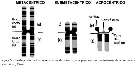 Cromosomas VehÍculos En La OrganizaciÓn Y TransmisiÓn De Los Caracteres