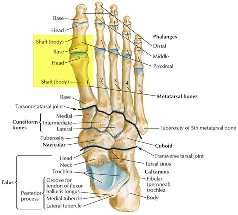 turf toe  signs symptoms recovery diagnosis turf toe treatment