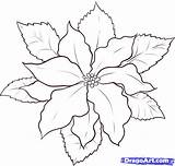 Poinsettia Draw Coloring Christmas Drawing Step Dragoart Flower Pages Outline Flowers Poinsettias Watercolor Drawings Kids Tattoo Para Colouring Clipart Color sketch template