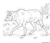 Wolf Coloring Pages Maned American South Printable Drawing Print Color Prints Getdrawings sketch template