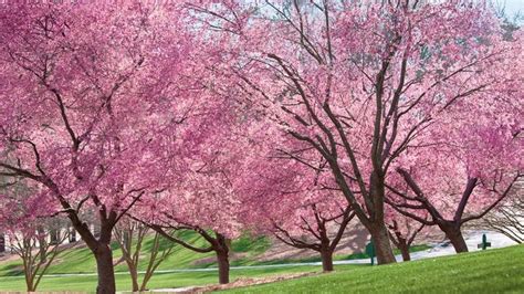 grow   cherry blossoms flowering cherry tree flowering trees