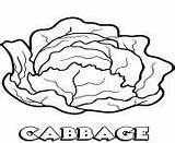 Cabbage Vegetable Lettuce sketch template