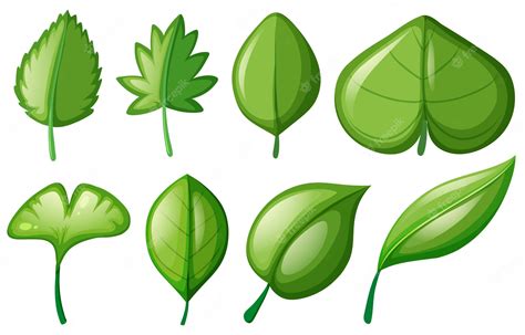 clipart leaves