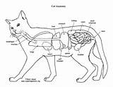 Anatomy Cat Animal Pages Printable Veterinary Cats Print Organs Coloring Play Outs Abdominal Vet Thoracic Animals Book Heart Template Choose sketch template