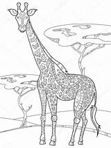 Giraffe Coloring Book Adults Stock Illustration Vector Zentangle Adult Alexanderpokusay Depositphotos sketch template