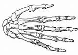 Skeleton Coloring Hand sketch template