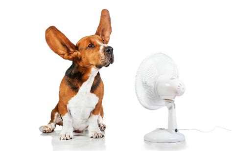 tips  stay cool  hot weather centre  sustainable energy