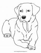 Colorare Cani Labrador Puppy Disegni Dog Malvorlage Hunde Ausmalbilder Ausmalen Dei Animali Drawing Disegnidacoloraregratis Tiere Cagnolini Malvorlagen Colorare4u Retriever Printable sketch template