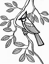 Cardinal Bird sketch template