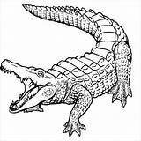 Caiman Alligator Crocodile Coloringbay sketch template