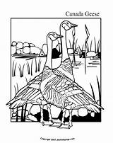 Goose Coloring Pages Canada Colouring Geese Printable Crafts Sheets Kids Birds Canadian Thekidzpage Popular Preschool Craft Books sketch template