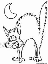 Peur Katten Misti Scared Scaredy Condividi Animaatjes sketch template