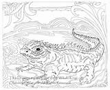 Tuatara Designlooter Reptile sketch template