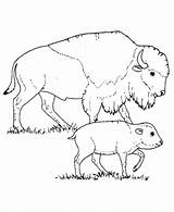 Bison Prairie Calf Getdrawings Coloringhome Webstockreview Maternelle sketch template