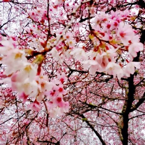 Cherry Blossom On Tumblr