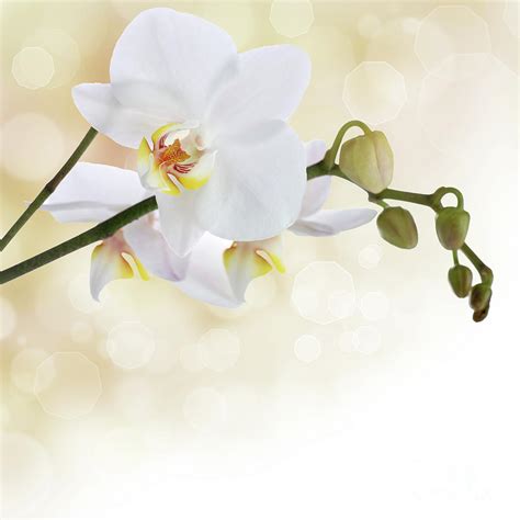 White Orchid Flower By Pics For Merch