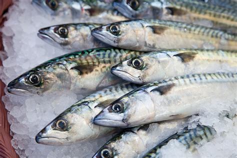 oily fish mackerel