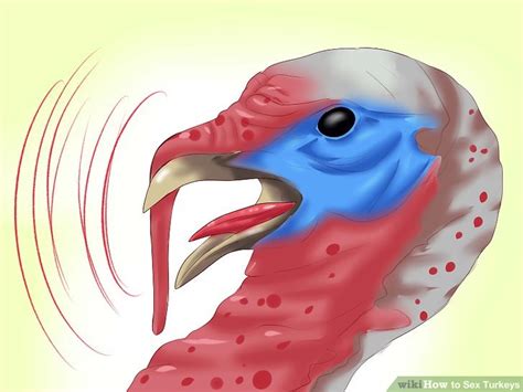 how to sex turkeys 14 steps with pictures wikihow