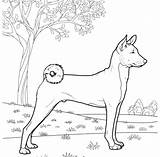 Basenji Cani Kolorowanki Kolorowanka Pieski Hond Stilizzati Wydruku Boomer Dibujo Kot Dzieci Terrier Shih sketch template