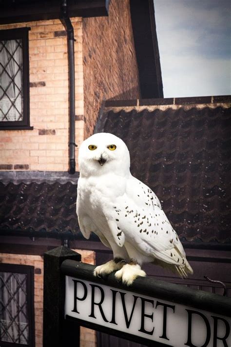 meet hedwig  owl harry potter hedwig harry potter harry potter owl