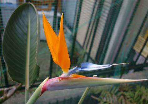 カイマナ 野鳥の写真 極楽鳥花