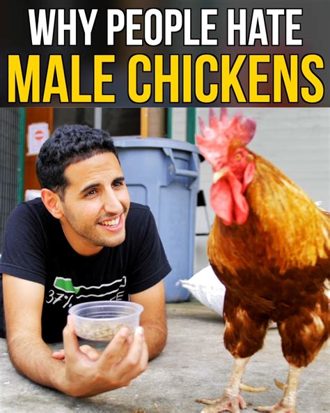 why people hate male chickens friendship chicken why do people