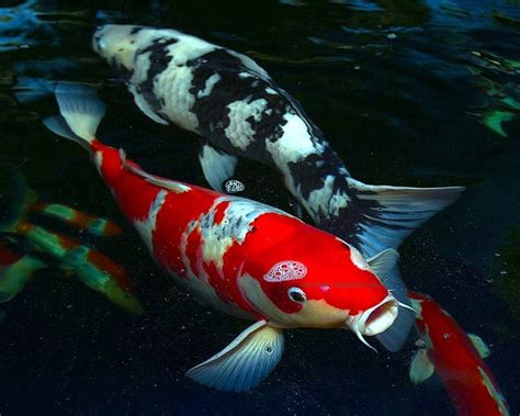 worlds  amazing  picturesimages  wallpapers koi fish picturesimages amazing