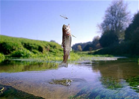 trout catches  prey animals