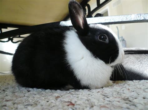 cute black  white bunny resting bunnys pinterest bunny  animal