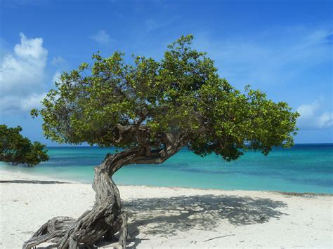 divi divi tree  eagle beach aruba absolutely beautiful place