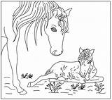 Veulen Paard Paarden Veulens Lente Terborg600 Ponys Uitprinten Downloaden Paardenhoofd Cavalo Cavalos Riscos sketch template